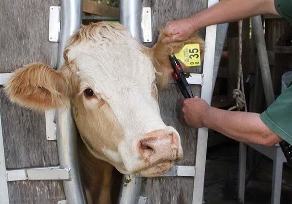 Бирки для 1 коровы по программе идентификации животных стоят 38 сомов, - Госветсанинспекция — Tazabek