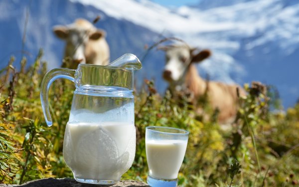 Минсельхоз отмечает недостаточность базовых технологий содержания молочного стада — Tazabek