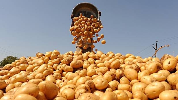 Кыргызстан официально не поставляет в Казахстан семенной картофель, - Минсельхоз о ввозе зараженного картофеля в Казахстан — Tazabek