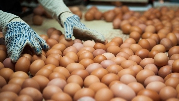 В Кыргызстане годовая обеспеченность яйцом за счет собственного производства составляет в пределах 46 до 56%, - Минсельхоз — Tazabek