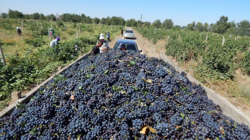 Виноград выращивается по всему Кыргызстану, кроме Нарынской области, - Нацстатком — Tazabek