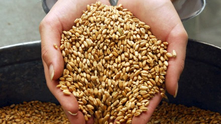 По республике собрали 676,8 тыс. тонн пшеницы, - Минсельхоз — Tazabek