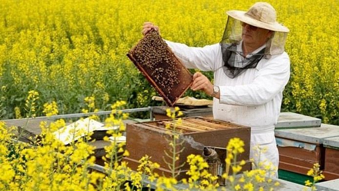 Агробизнес: Кто занимается пчеловодством в Кыргызстане? (руководители, отчисления в бюджет) — Tazabek