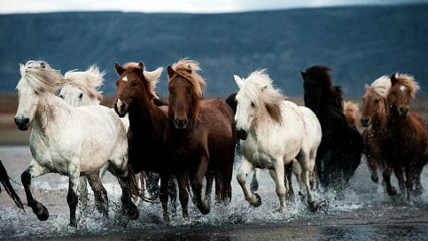 По республике насчитывается 498 тыс. лошадей, - Нацстатком — Tazabek
