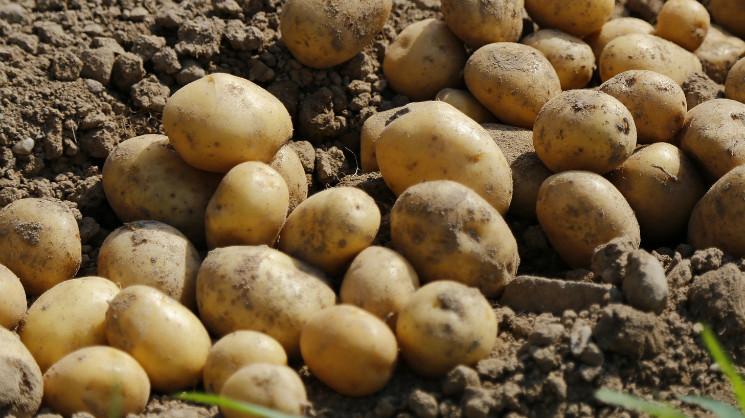 Можно экспортировать картофель в виде порошка, - Ассоциация теплиц — Tazabek