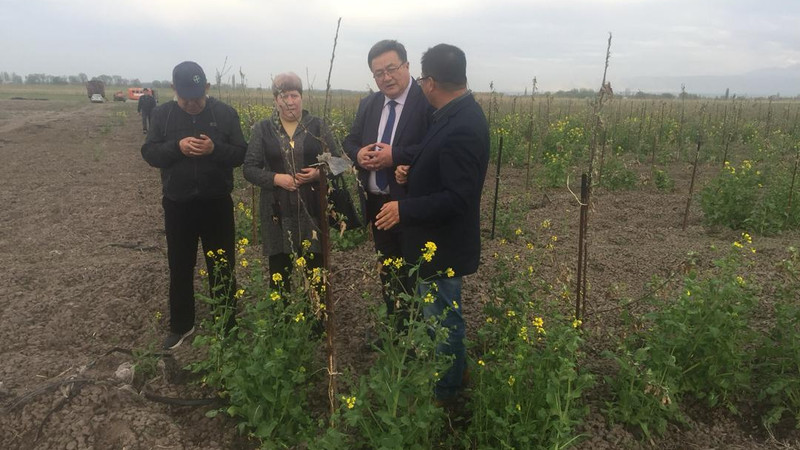 Минсельхоз: Китайские инвесторы готовы инвестировать в развитие яблочных садов $20 млн — Tazabek