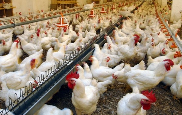 За 5 месяцев экспорт продукции животноводства из Кыргызстана в страны ЕАЭС сократился в 5,7 раза — Tazabek