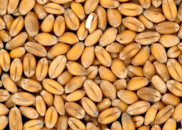 Профильный комитет ЖК разрешил Фонду госматрезервов использовать на закуп пшеницы 260 млн сомов — Tazabek