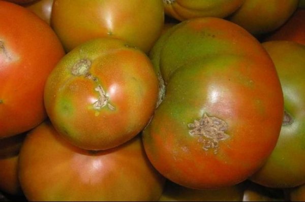 В 2017 году у Кыргызстана, возможно, будут большие проблемы с томатной продукцией, - член Ассоциации соцпредпринимателей Т.Токтогазиев — Tazabek