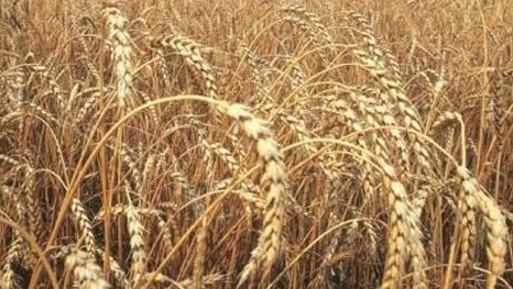 Минэкономики из-за потерь бюджета предложило сократить срок освобождения от НДС поставок муки, произведенной импортером из зерна, освобожденного от НДС — Tazabek