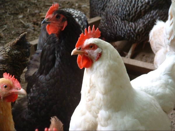 Межрайонный суд Иссык-Кульской области признал банкротом птицефабрику «Шумкар ЫККФ» — Tazabek