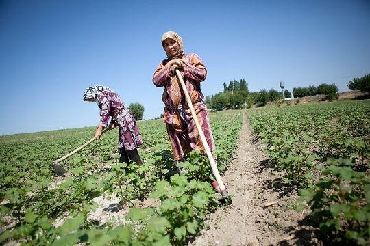 За 2 месяца валовая продукция сельского хозяйства составила 14,3 млрд сомов — Tazabek