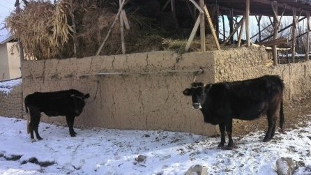 Идентификация крупного рогатого скота завершена в Баткенской, Таласской и Нарынской областях, - Госветинспекция — Tazabek