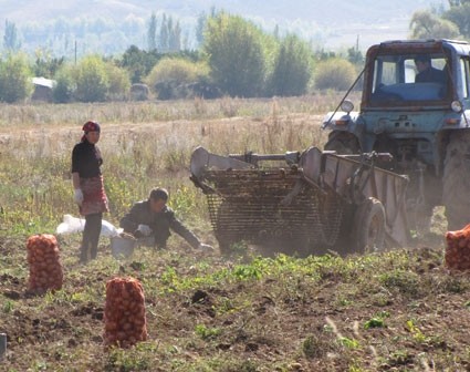 За 4 месяца объем валовой продукции сельского хозяйства составил 30,5 млрд сомов — Tazabek