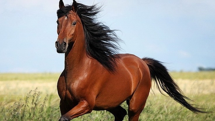 Правительство одобрило проект протокола между Госветинспекцией и китайским органом о требованиях по вывозу в Китай лошадей — Tazabek