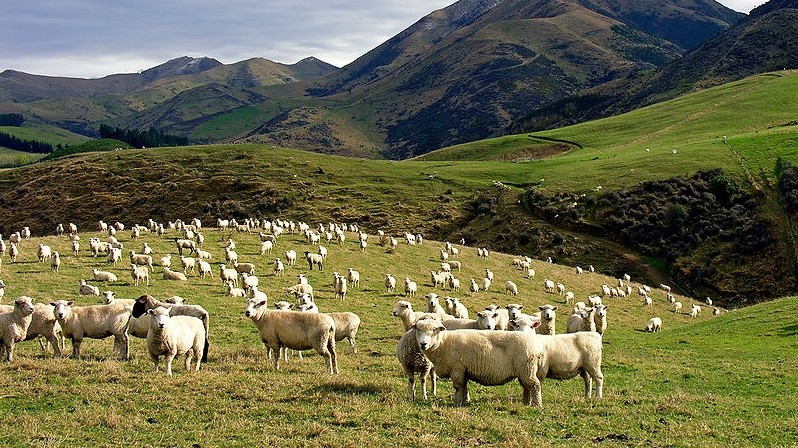Жайыт комитет не осуществляет сбор за выпас скота в той мере, которой ожидалось, - «Кыргызгипрозем» — Tazabek