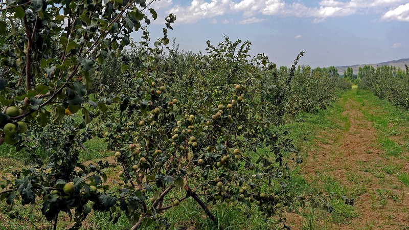 За 25 лет в сельское хозяйство Кыргызстана привлечено свыше $1 млрд инвестиций, - Минфин — Tazabek