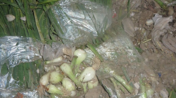 Россельхознадзор не пропустил 64 тонны кыргызстанского лука порей — Tazabek