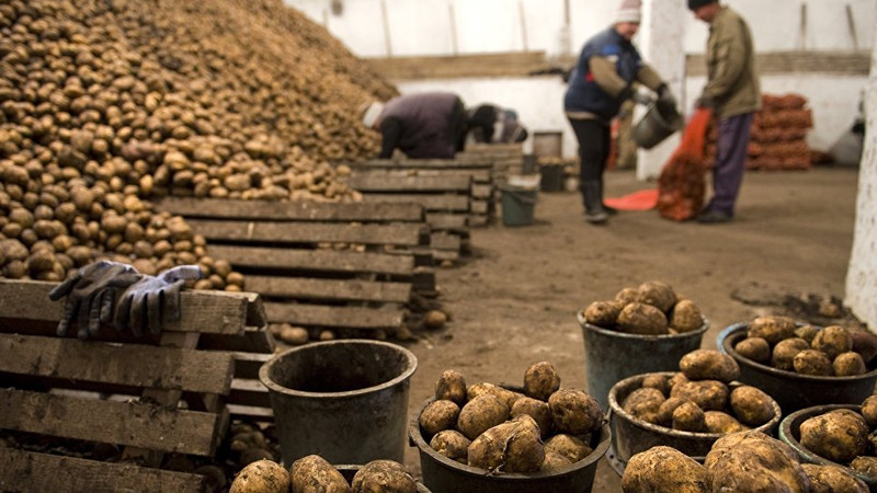В некоторых регионах Кыргызстана замечается снижение цен на картофель, а в некоторых повышение — Tazabek