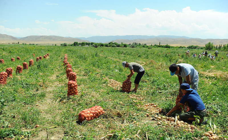 Россельхознадзор вернул в Кыргызстан 39,2 тонны абрикосов и репчатого лука из-за проблем с маркировкой — Tazabek
