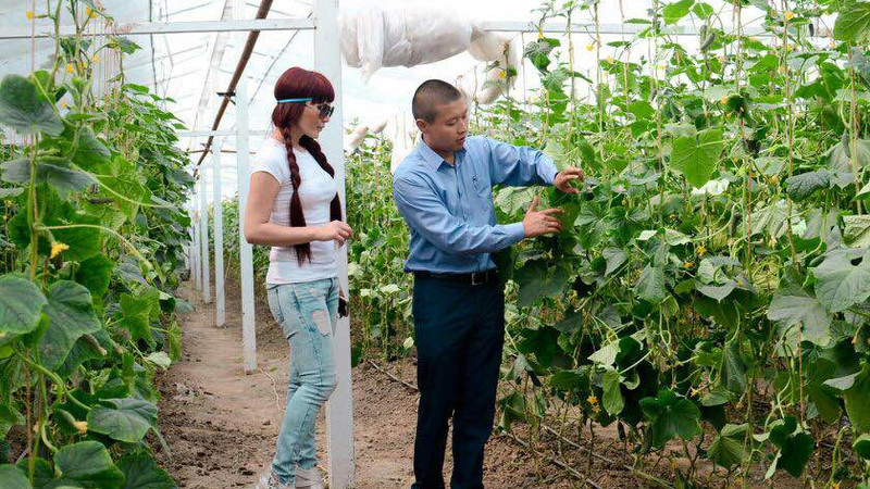 Тепличники намерены увеличить урожайность за счет цифровых технологий — Tazabek
