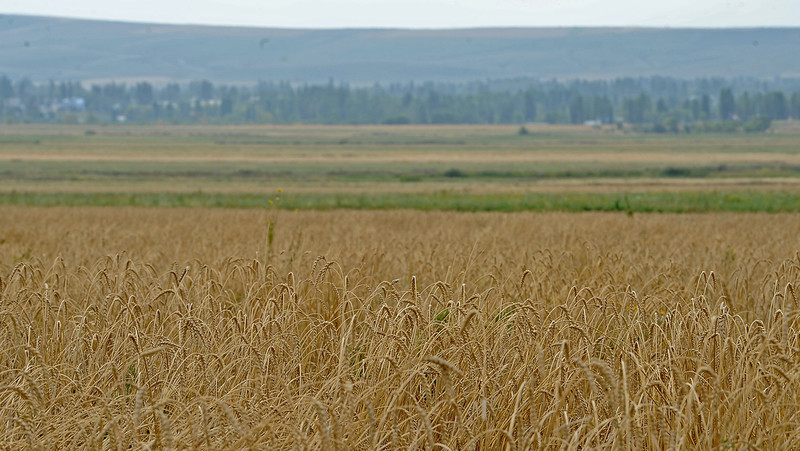 Фонд госматрезервов отменил тендер на покупку зерна пшеницы на 119 млн сомов — Tazabek