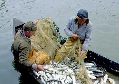 Департамент рыбного хозяйства временно запретил лов 15 разновидностей рыб в 4 областях Кыргызстана, а также 7 видов в озере Иссык-Куль — Tazabek