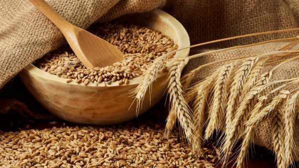 Минэкономики: На Аламединском рынке пшеница стоит на 5 сомов дешевле, чем на Ошском — Tazabek