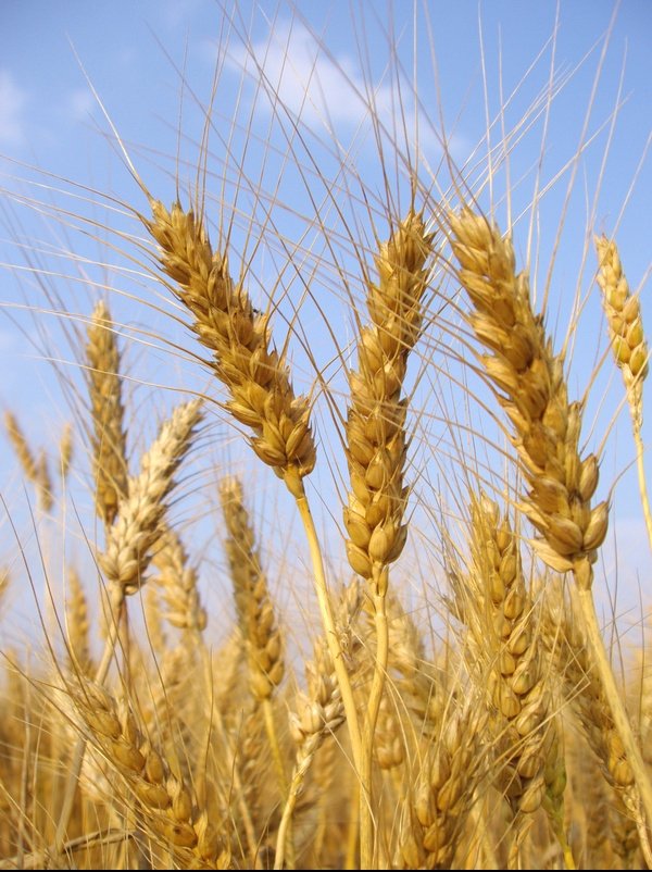 Правительство до конца года планирует пополнить запасы зерна пшеницы на 20 тыс. тонн — Tazabek