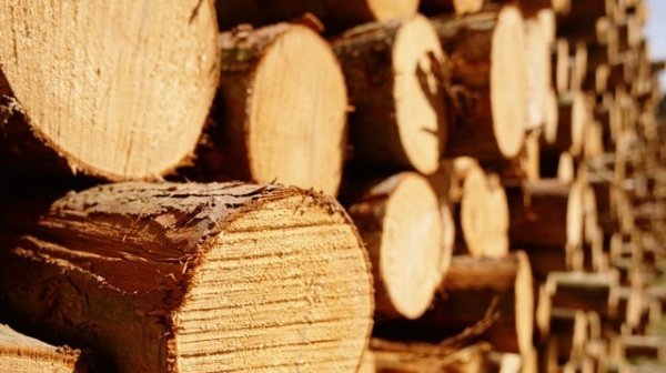 Сколько заплатили в бюджет импортеры древесины? (компании) — Tazabek