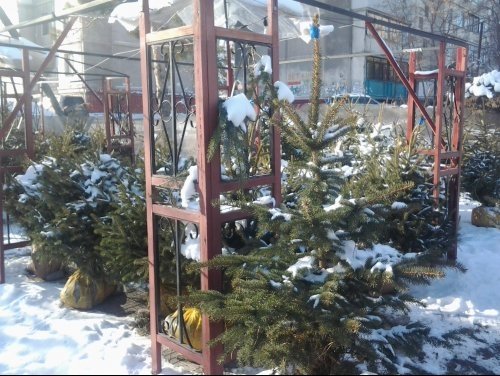 Стоимость живой елки в Бишкеке достигает 80 тыс. сомов (цены) — Tazabek