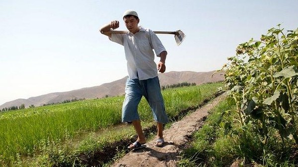 Депутат: Наши фермеры знают, как производить, но не могут экспортировать — Tazabek