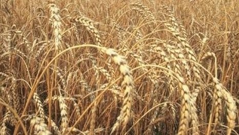 Освобождение от НДС поставок зерна и переработанной из него муки – откровенное лоббирование интересов производителей, - депутат — Tazabek