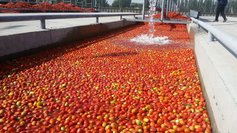 Минсельхоз порекомендовал фермерам выращивать помидоры на экспорт — Tazabek