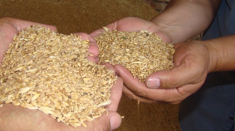 За 2 года бюджет потерял 1,1 млрд сомов из-за освобождения от НДС муки и импорта зерна, - Минэкономики — Tazabek