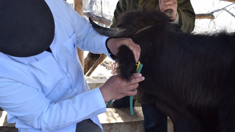Депутат: В селах не предоставляют бирки, поэтому идентификация скота не проведена — Tazabek