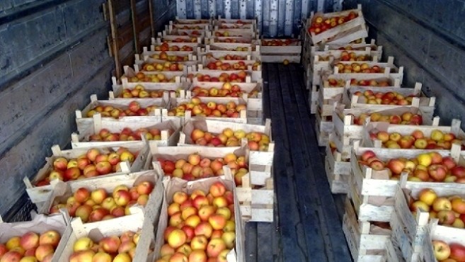 Россельхознадзор не пропустил 20 тонн яблок из Кыргызстана без маркировки на упаковках — Tazabek