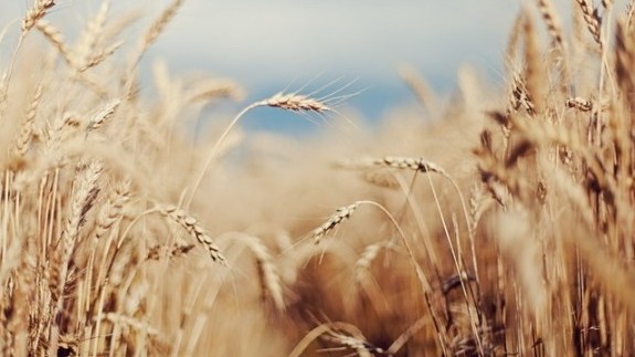 ФАО снизила свои прогнозы по мировому производству пшеницы на 2018 год — Tazabek