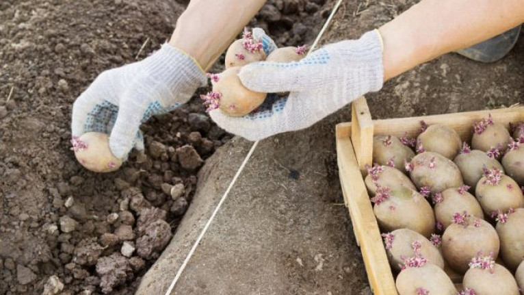Узбекистан  запретил ввоз картофеля из Кыргызстана, но официального документа о запрете пока нет, - Минсельхоз — Tazabek