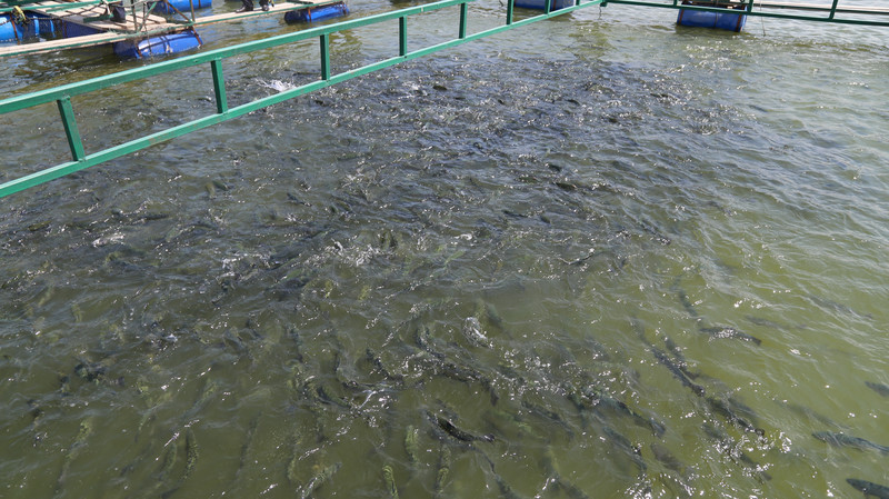 В 2018 году нарушители правил рыболовства перечислили в бюджет республики 25 тыс. сомов за незаконную добычу рыб, - Минсельхоз — Tazabek