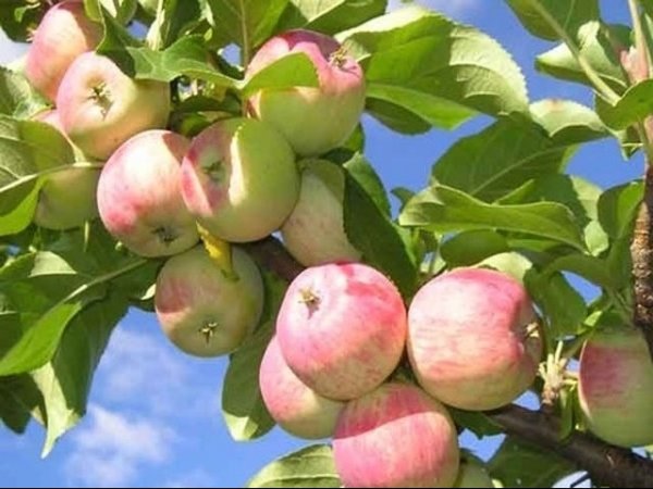 В парламенте правительству предложили разработать план по посадке плодовых деревьев — Tazabek