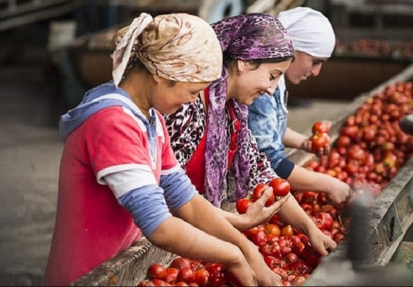 ТОП-200:  Среди учредителей крупнейших компаний Кыргызстана в сфере сельского хозяйства значатся компания министерства Узбекистана, турецкие и немецкие компании — Tazabek