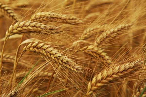 Фонд госматрезервов с 10 августа начнет закупать пшеницу у фермеров по 13 сомов за 1 кг по квоте Минсельхоза — Tazabek