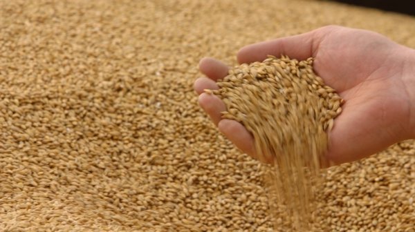 Мировое производство фуражного зерна в 2016 году должно составить около 1,3 млрд тонн — Tazabek