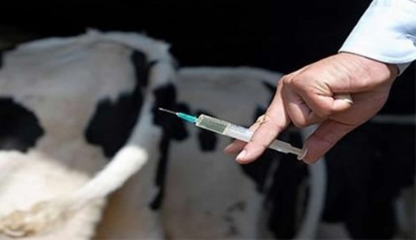 В аграрном комитете ЖК хотят заслушать информацию правительства по вакцинации скота — Tazabek