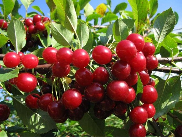 Правительство одобрило проект протокола с КНР о фитосанитарных требованиях при экспорте вишни — Tazabek