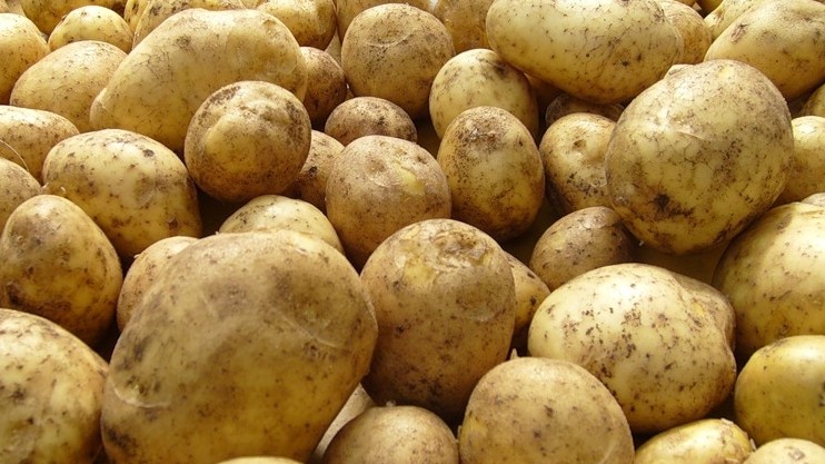 Узбекистан закупит до 500 тыс. тонн картофеля из Кыргызстана, - С.Исаков — Tazabek