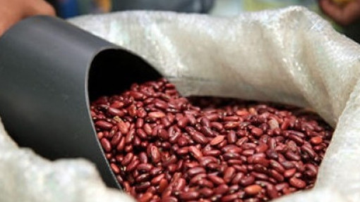 У Кыргызстана появилась возможность экспортировать фасоль в 25 стран, - Минсельхоз — Tazabek