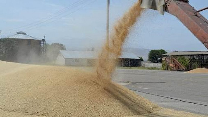 Пшеничная отрасль: В каком регионе Кыргызстана высокая урожайность? — Tazabek