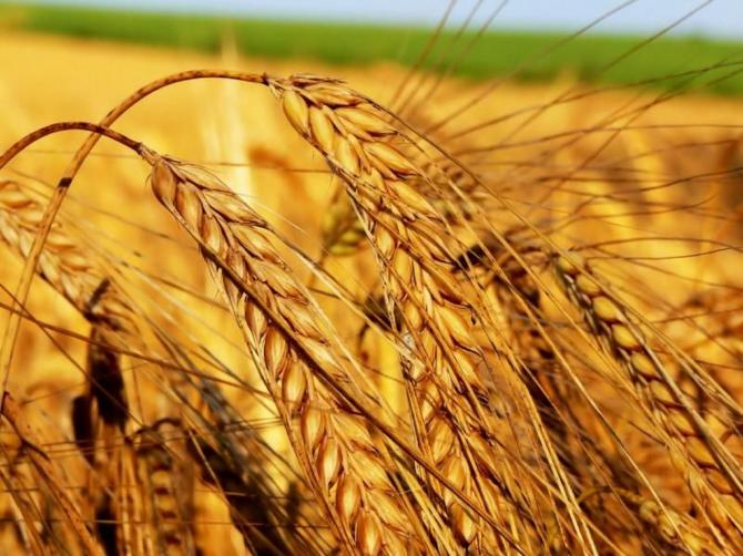 Правительство поручило Минсельхозу разработать квоту на закупку зерна продпшеницы по регионам — Tazabek